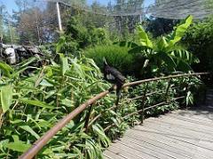 101PARC AUX OISEAUX DANS L AIN 2016 2_000012